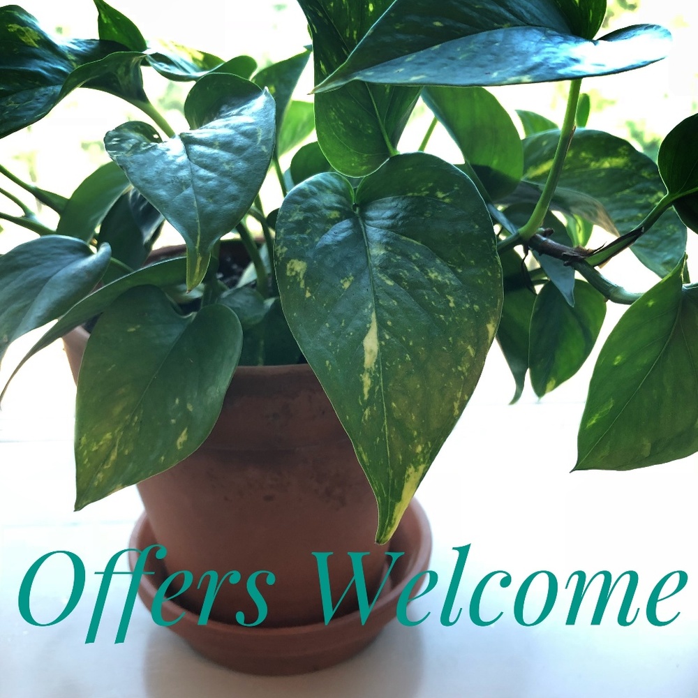 Offers Welcome!
